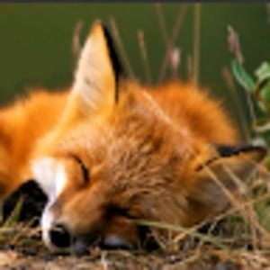 Meet your Posher, Jen